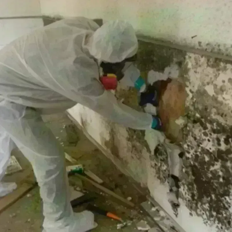 Mold Remediation and Removal in Lumberton, NC